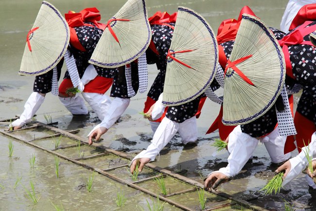 Hình ảnh bài viết NIPIKO