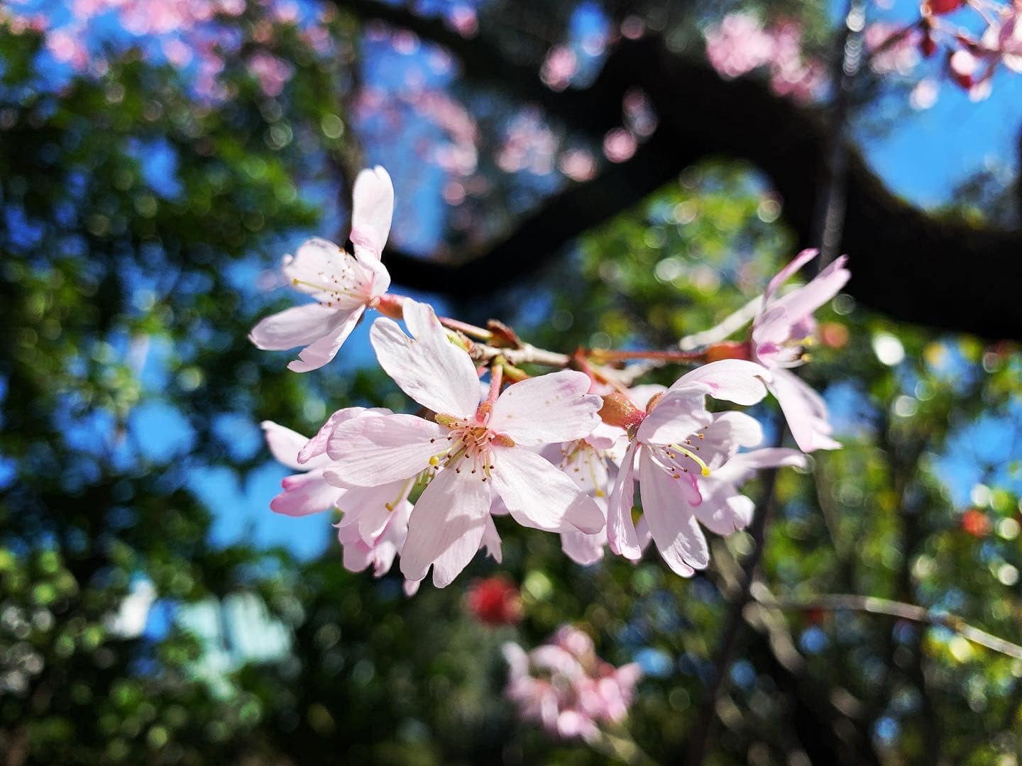 Hình ảnh bài viết NIPIKO