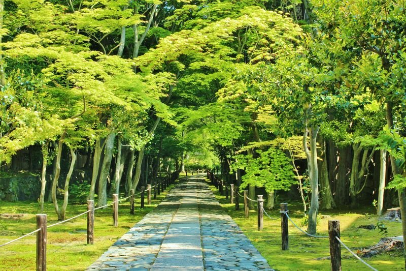 Hình ảnh bài viết NIPIKO