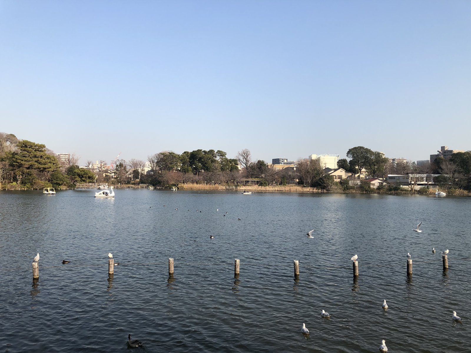 Hình ảnh bài viết NIPIKO