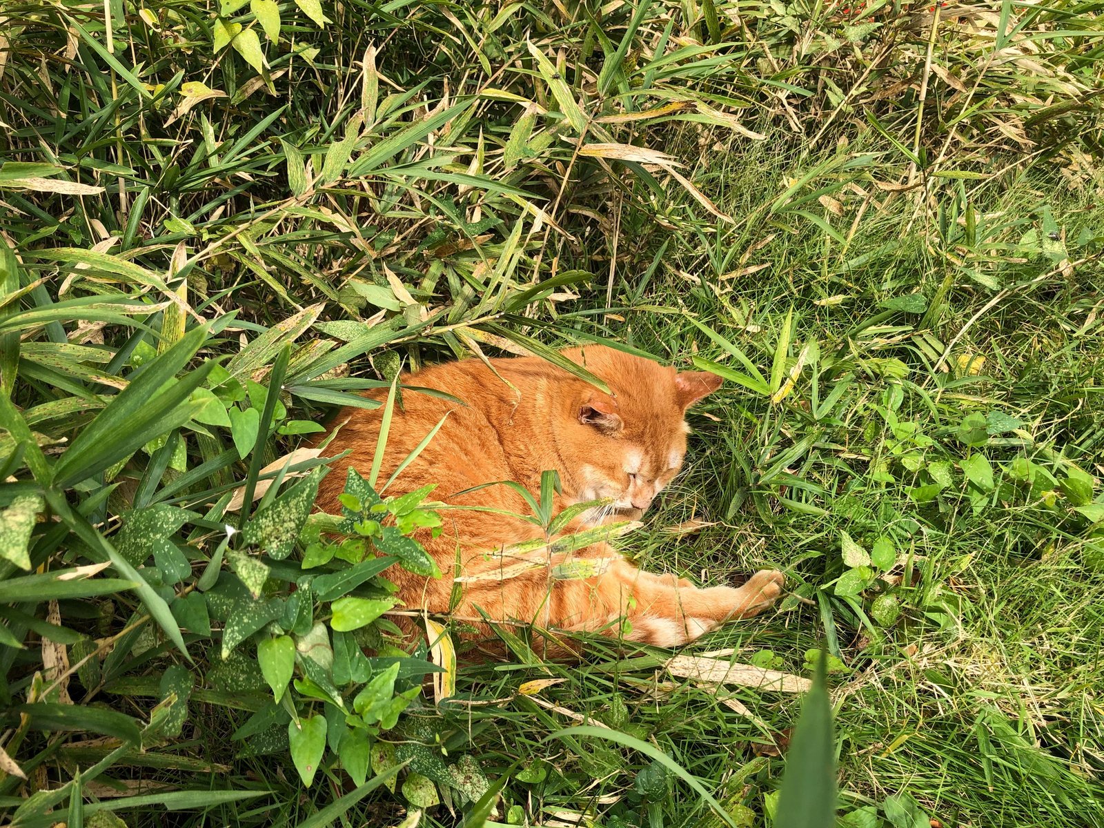 Hình ảnh bài viết NIPIKO