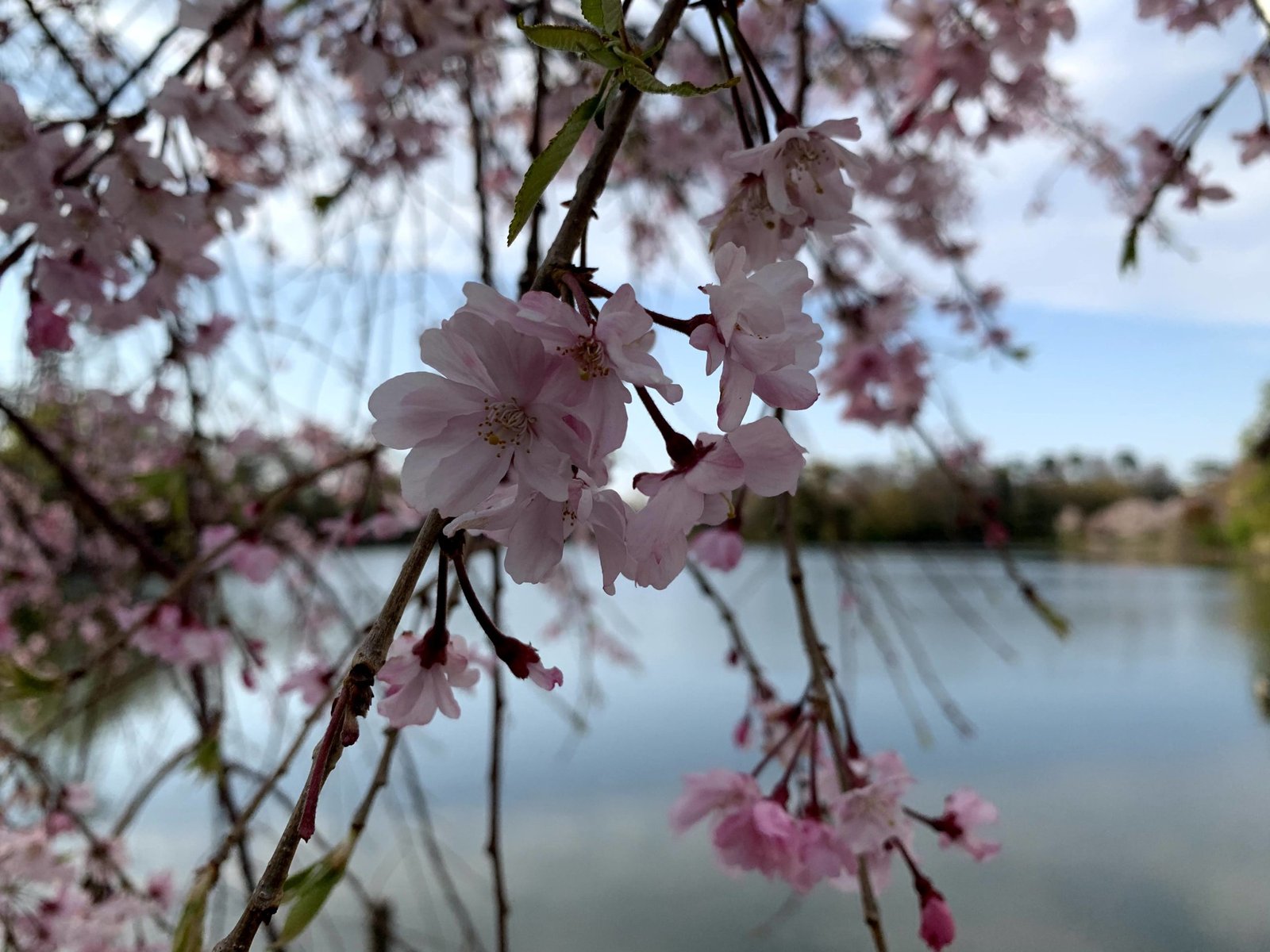 Hoa anh đào ven hồ ở công viên Senzokuike/ Photo: Nipiko