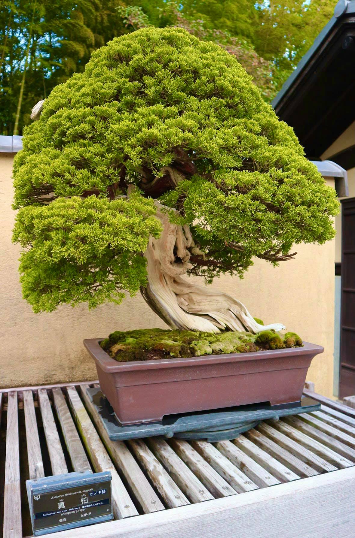 Cây bonsai 400 tuổi