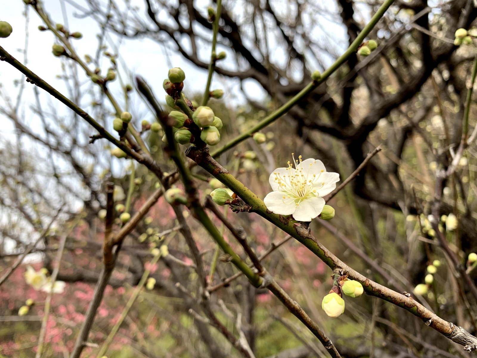 Hoa mơ trắng 5 cánh / Photo: Nipiko