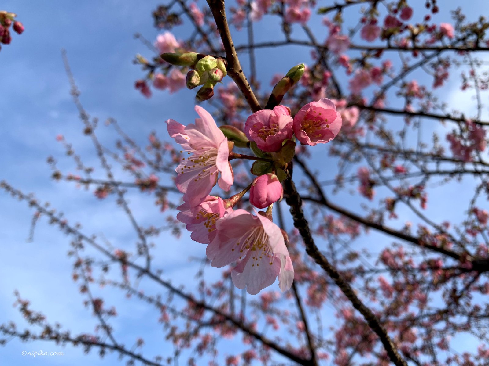 Top 3 địa điểm ngắm hoa anh đào ở Ota-ku, Tokyo