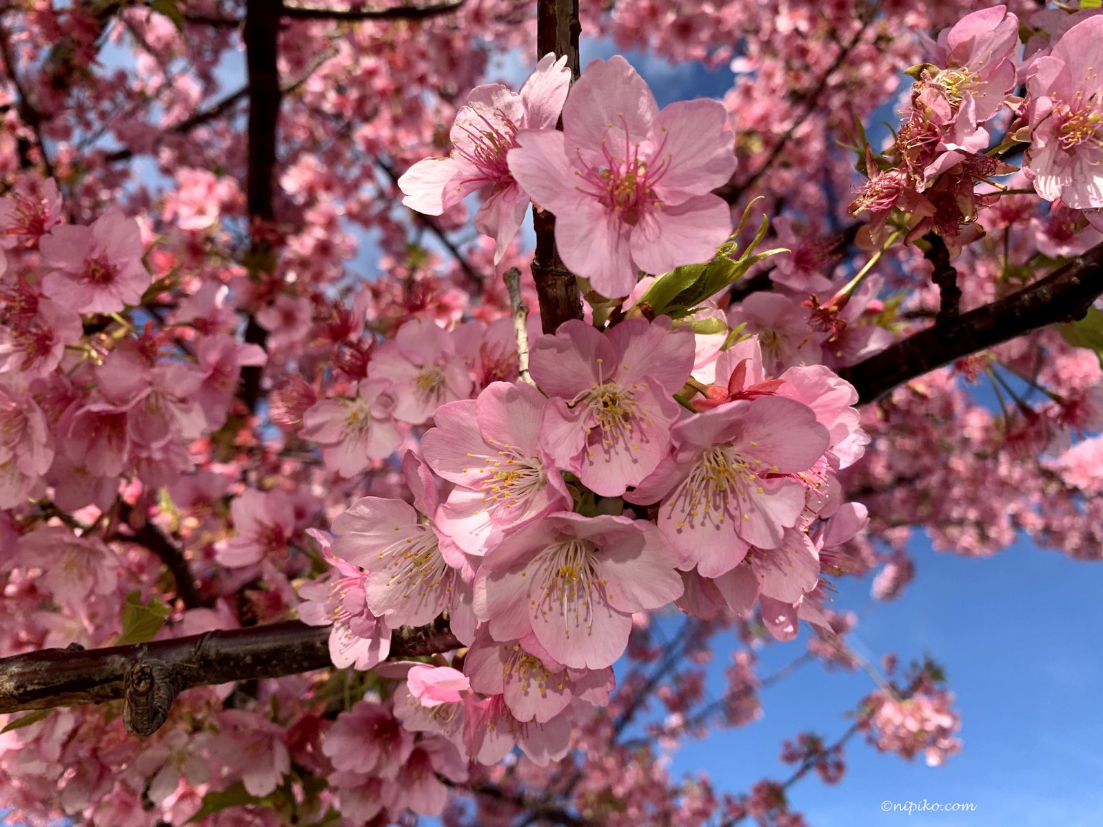 Sakura tức hoa anh đào chính là biểu tượng của mùa Xuân/ Photo: Nipiko