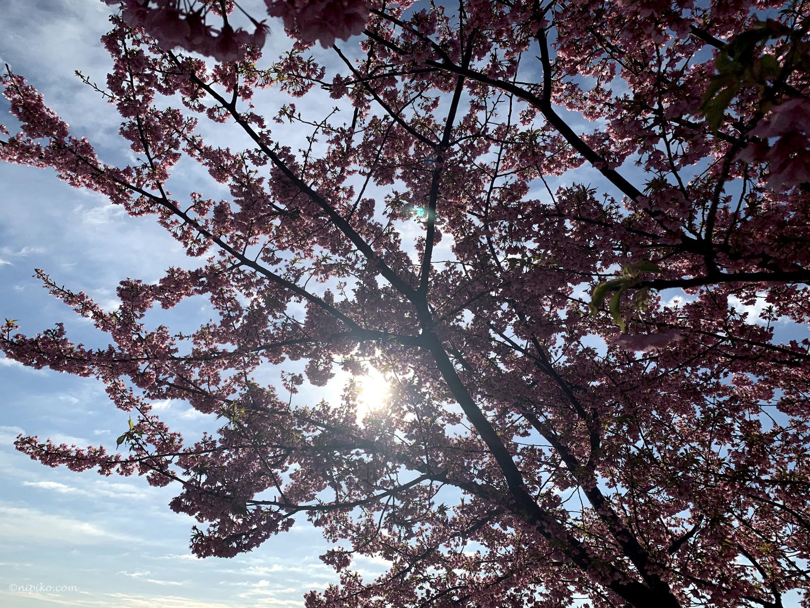 Kawazu-zakura dưới ánh mặt trời/ Photo: Nipiko