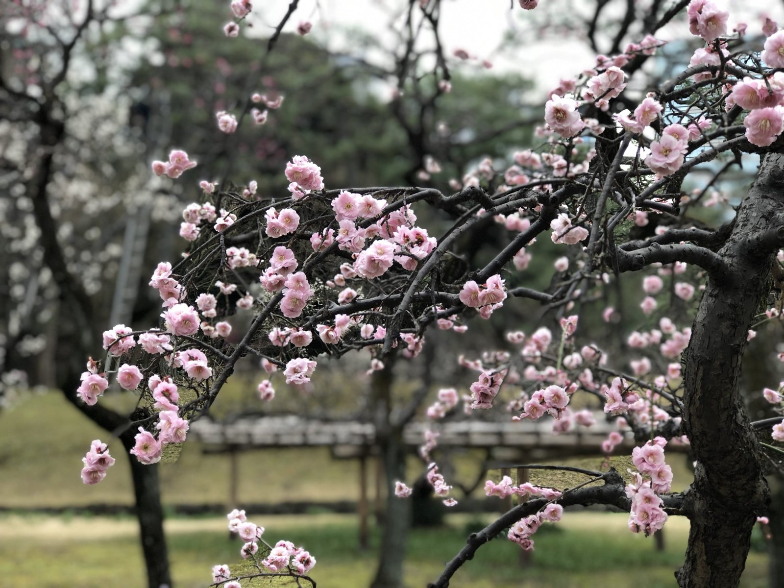 Hoa mơ màu hồng phơn phớt như màu hoa anh đào/ Photo: Nipiko