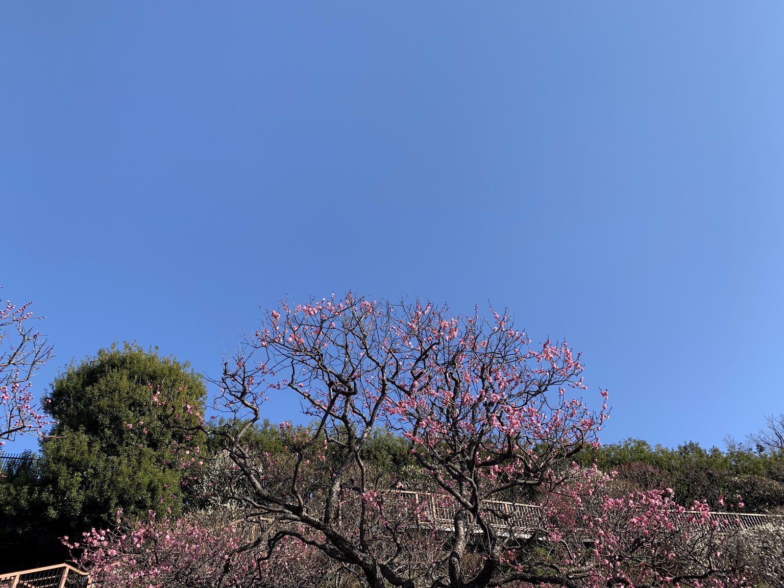 Khung cảnh từ phía cổng nhìn lên/ Photo: Nipiko