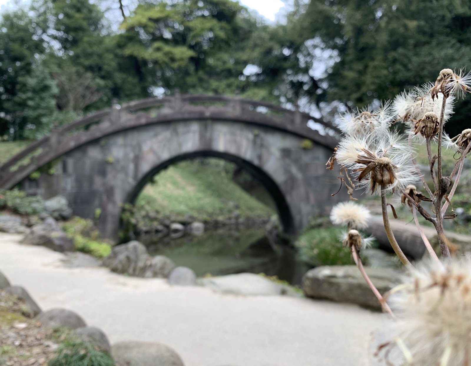 Bóng chiếc cầu cong cong sau chùm bồ công anh tạo nên nét đẹp lạ / Photo: Nipiko