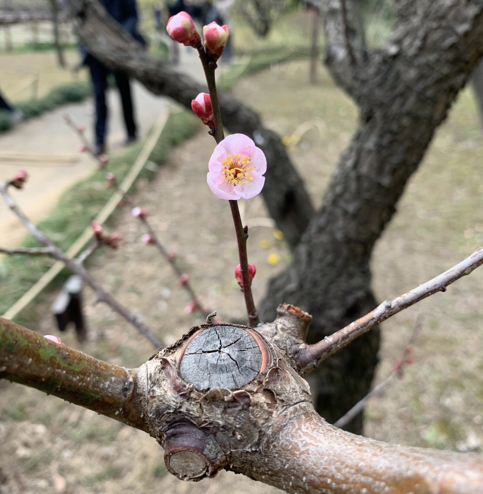 Nụ hoa màu hồng bé xinh/ Photo: Nipiko