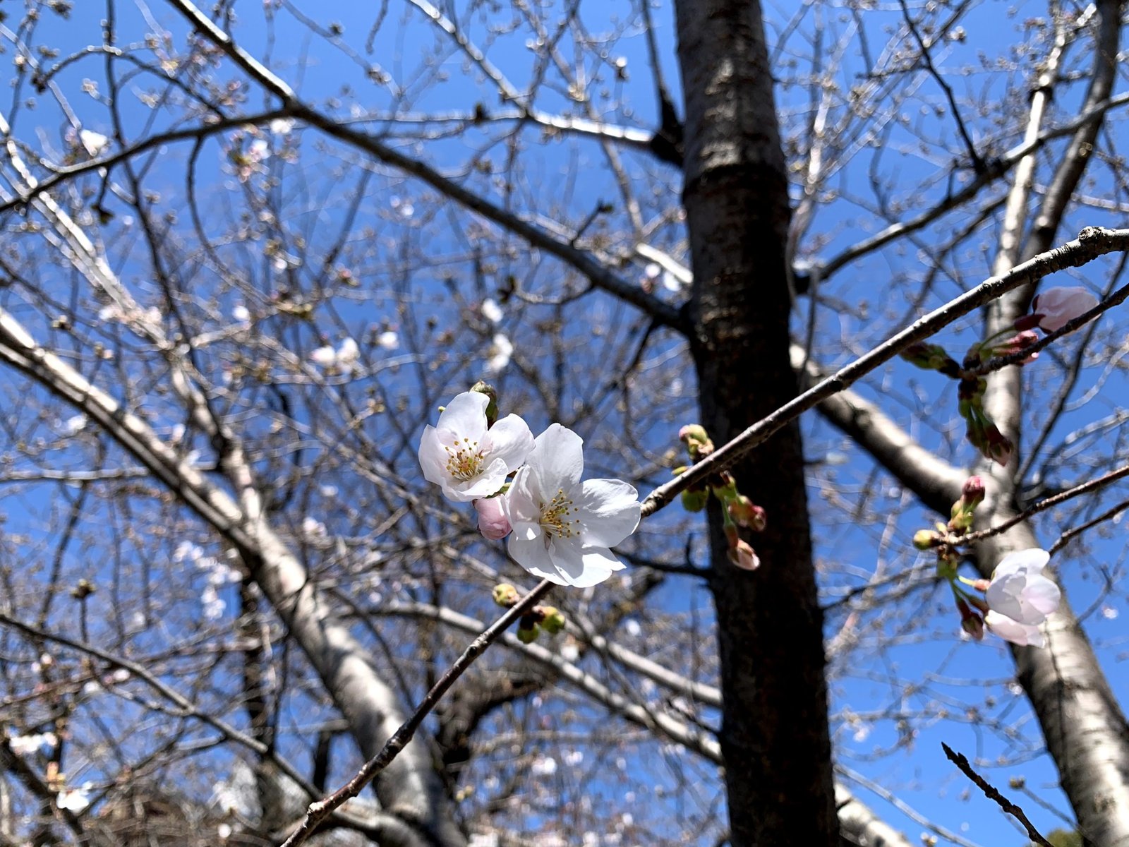Photo: Nipiko