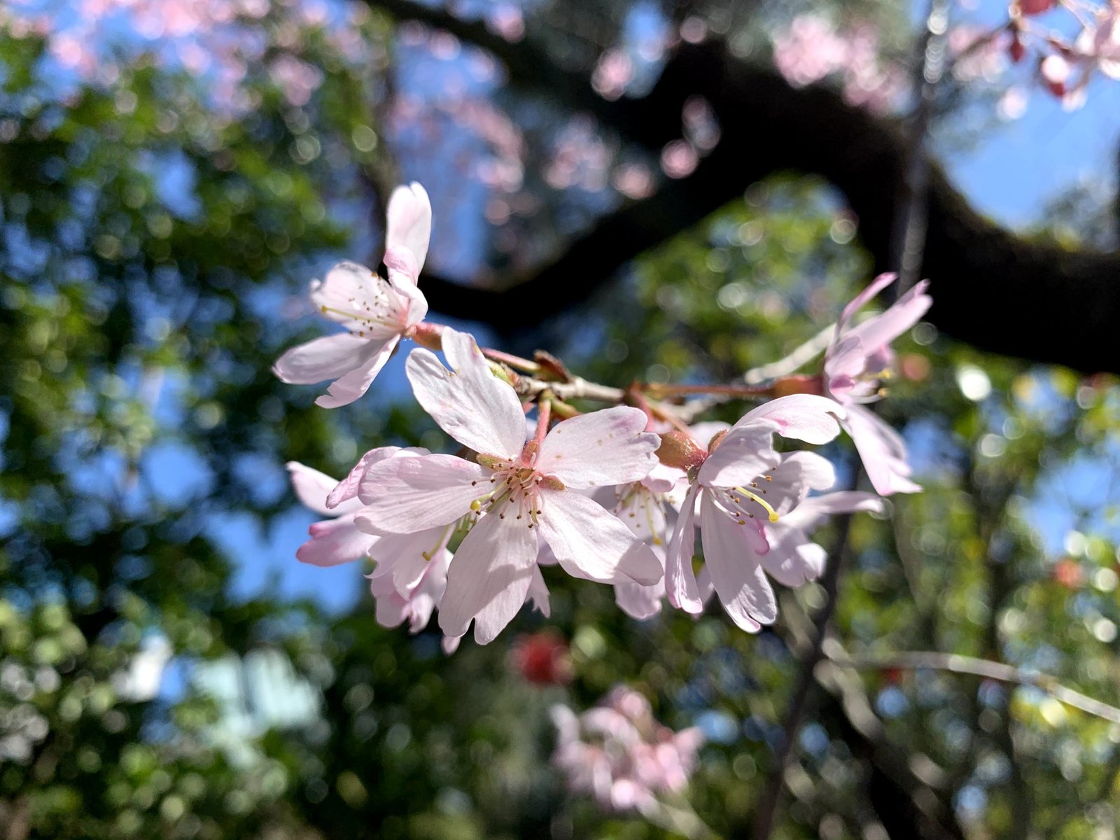 Photo: Nipiko