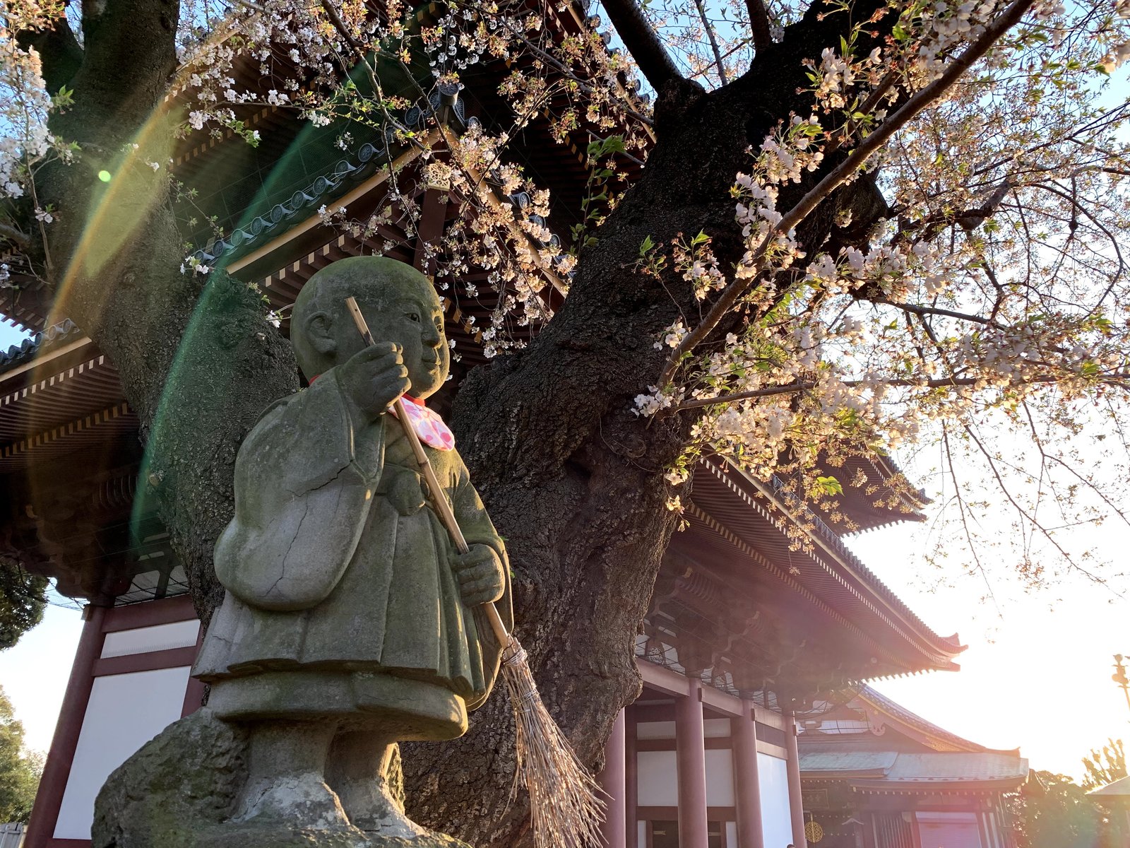 Tokyo: Hoa anh đào nở rộ ở chùa Honmonji vào mùa xuân