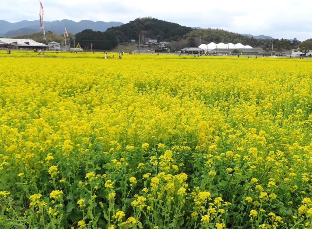 菜の花の道 / Photo: fukuoka-now.com