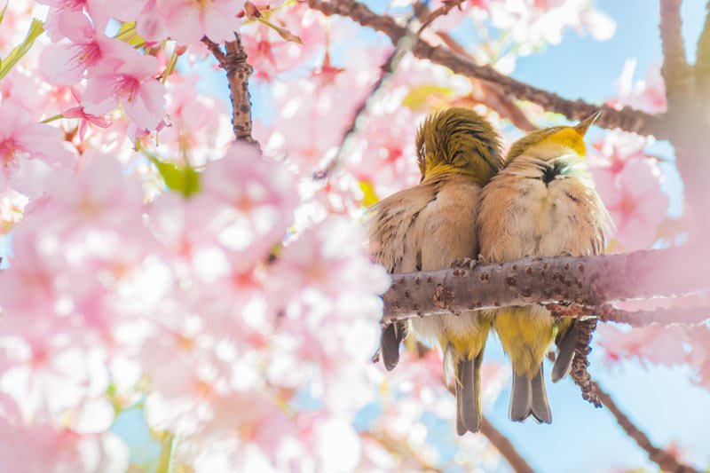 Đặc trưng bốn mùa ở Nhật
