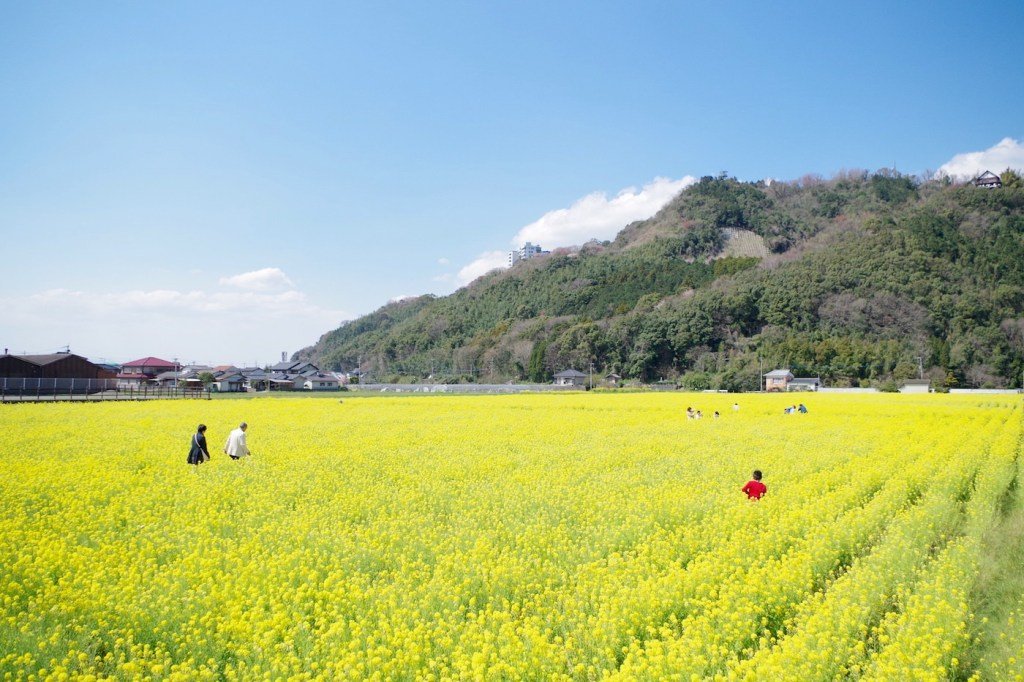 Hoa cải ở Haki / Photo: fukuoka-now.com