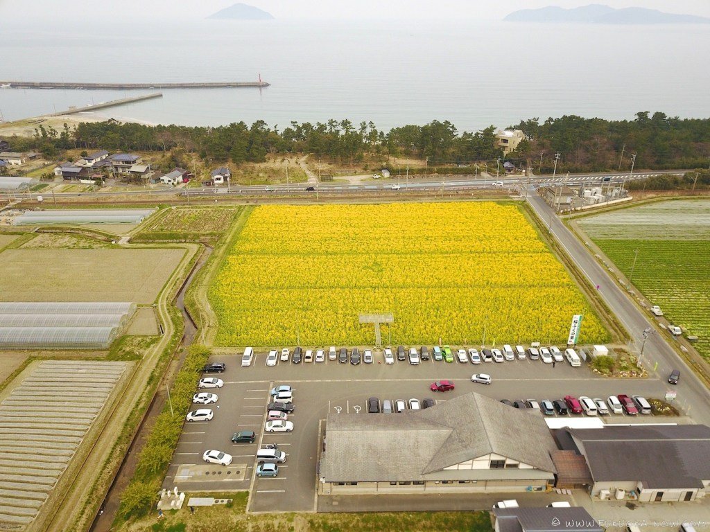 Hoa cải vàng ở Fukufuku no Sato/ Photo: fukuoka-now.com