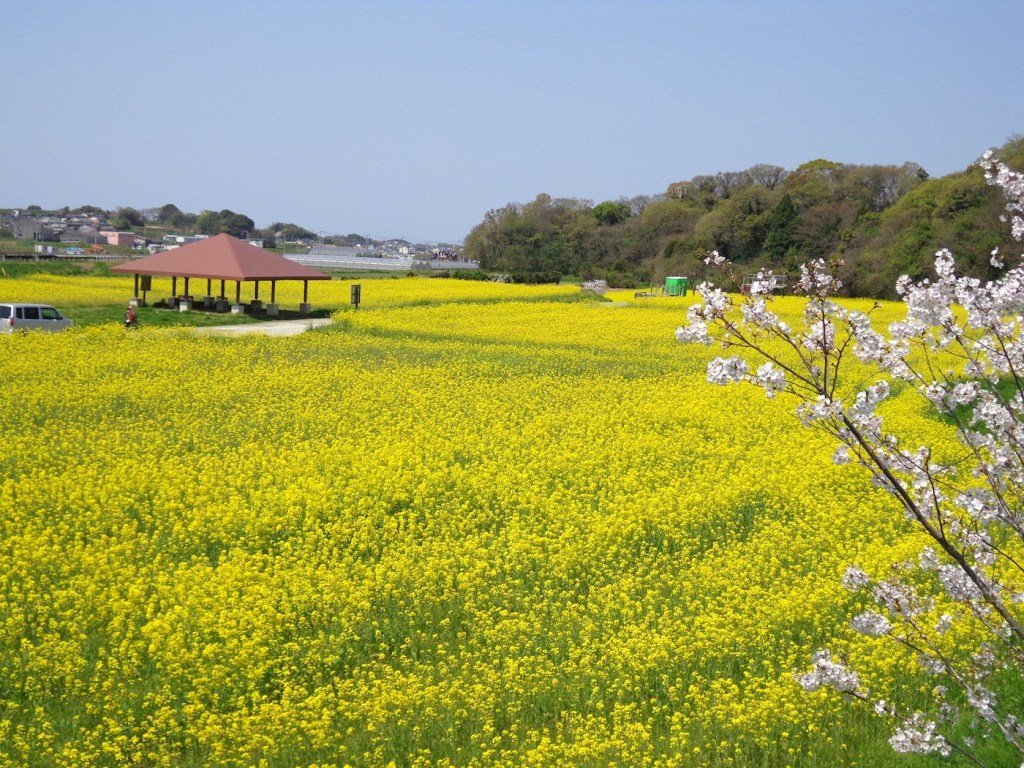 Hoa cải ở công viên Saigogawa/ Photo: fukuoka-now.com