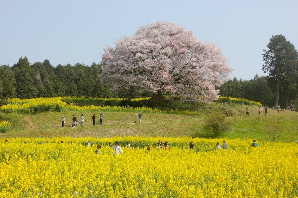 Hoa cải ở Baba no Yamazakura/ Photo: fukuoka-now.com