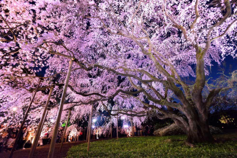 Hoa anh đào ở Rikugien vào buổi tối/ Photo: japanistry.com