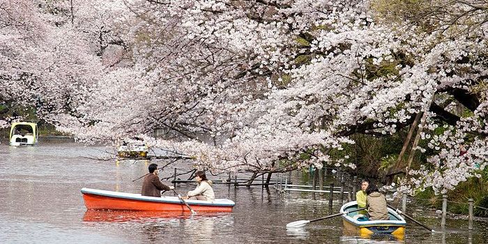 Hoa anh đào ở Inokashira Park/ Photo: by KimonBerlin (CC BY-SA 2.0)