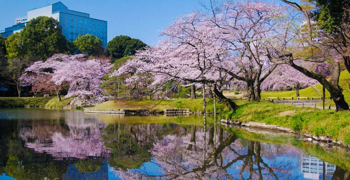Lưu lại 10 địa điểm ngắm hoa anh đào ở Tokyo