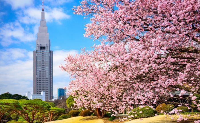 Hoa anh đào ở Shinjuku Gyouen/ Photo: https://www.jrailpass.com