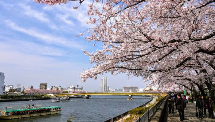 Hoa anh đào ở Sumida Park/ Photo: Sumida Park – by Yoshikazu TAKADA used under CC (CC BY 2.0)