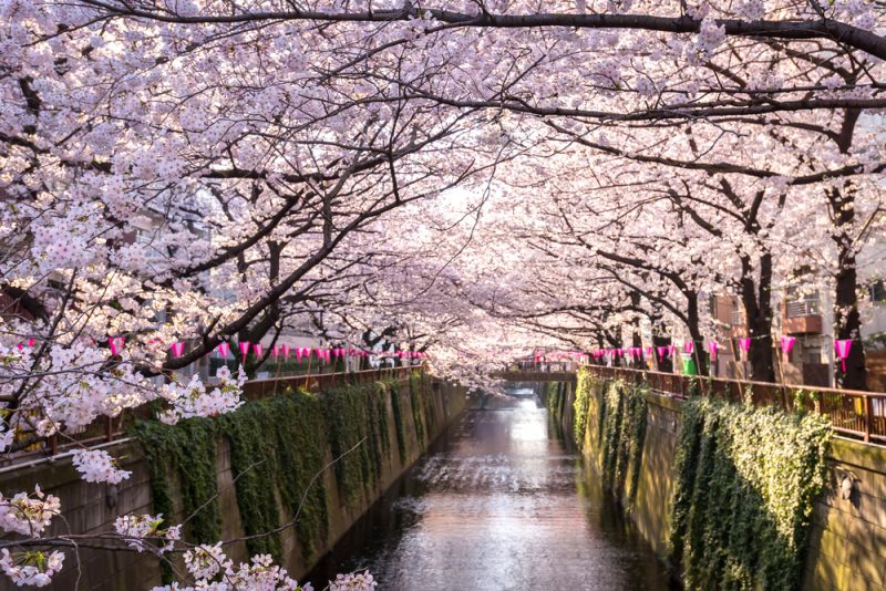 Hoa anh đào ở Meguro River/ Photo: https://www.jrailpass.com