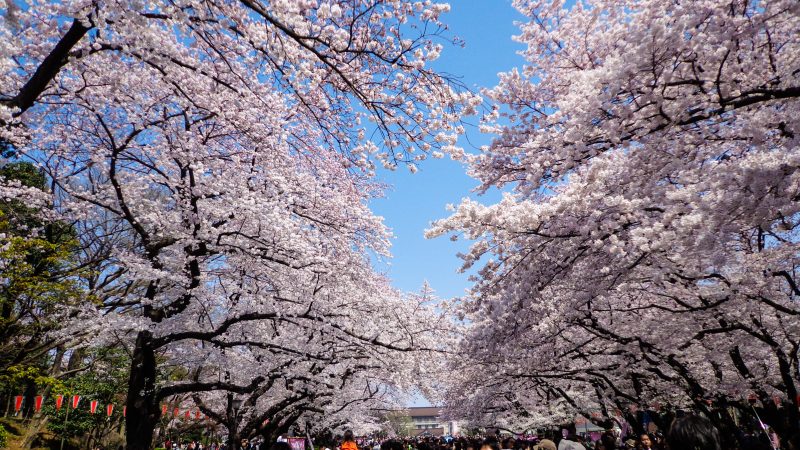 Hoa anh đào ở Ueno Onshi Koen/ Photo: https://www.jrailpass.com
