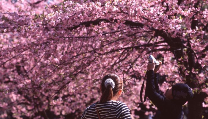 Hoa anh đào ở công viên Yoyogi/ Photo: mrhayata @Flickr (CC BY-SA 2.0)