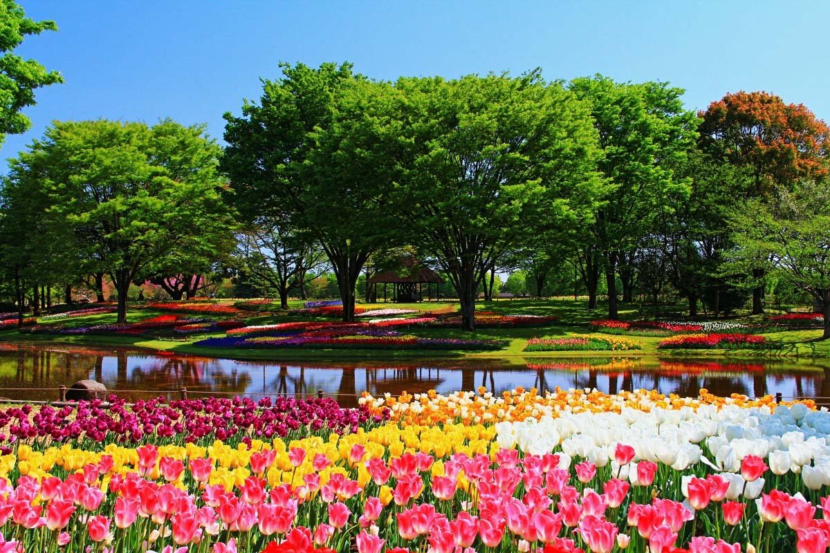 Hoa tulip ở Showa Kinen Park / Photo: https://zekkeijapan.com