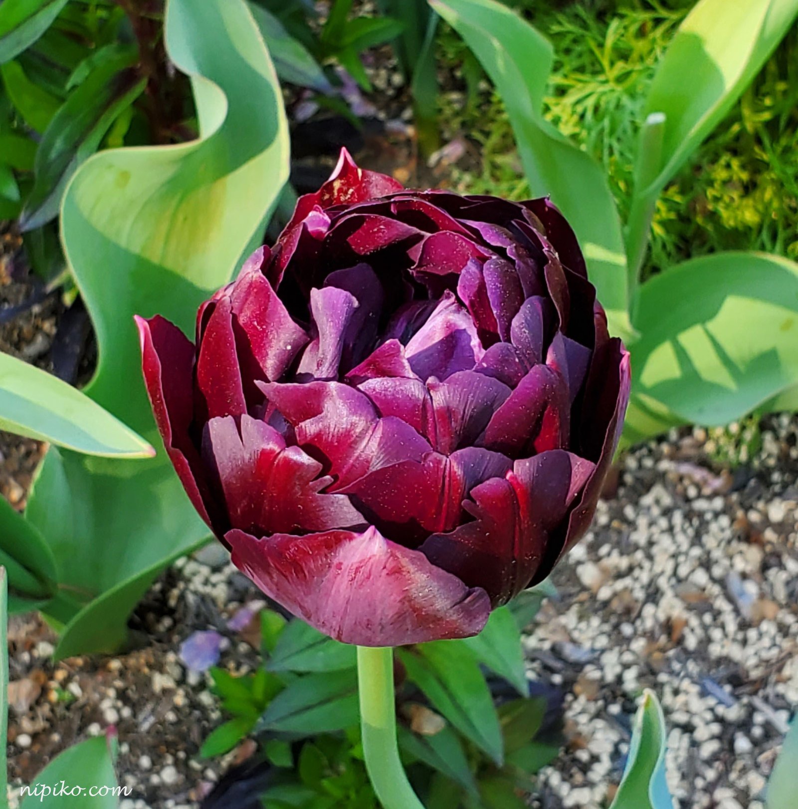 Hoa tulip như búp sen với màu sắc vô cùng đặc biệt / Ảnh: Nipiko