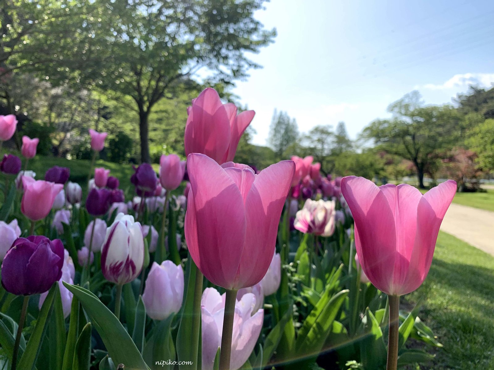 Một khóm tulip với những bông hoa màu hồng rất dễ thương / Ảnh: Nipiko