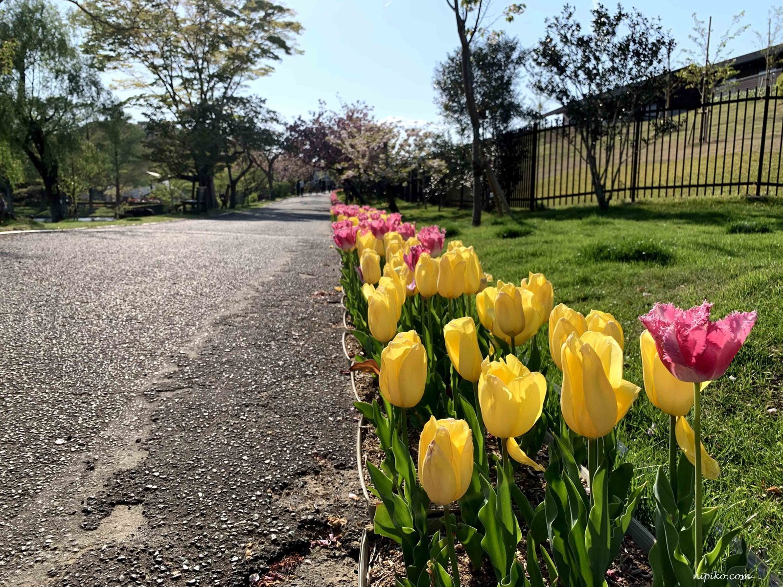 Hoa tulip được trồng dọc theo các lối đi/ Photo: Nipiko