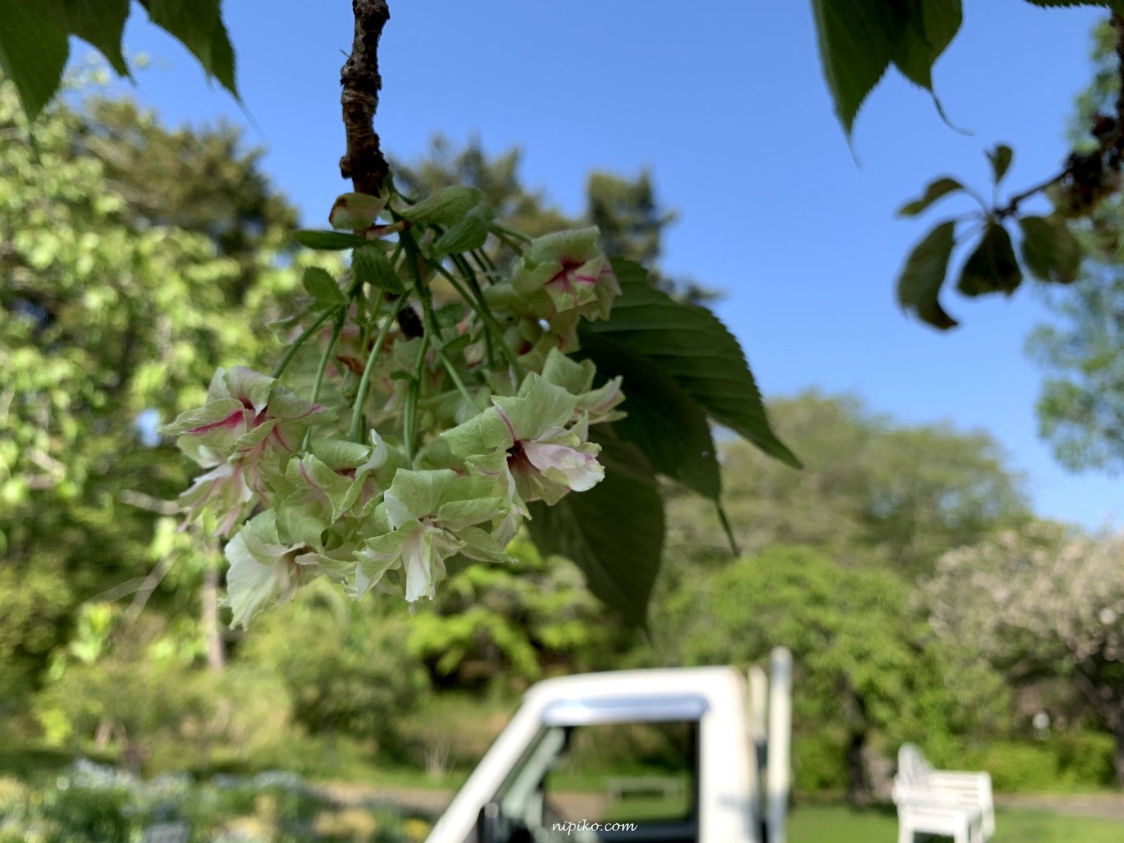 Bạn đã từng thấy hoa anh đào màu xanh chưa? / Photo: Nipiko