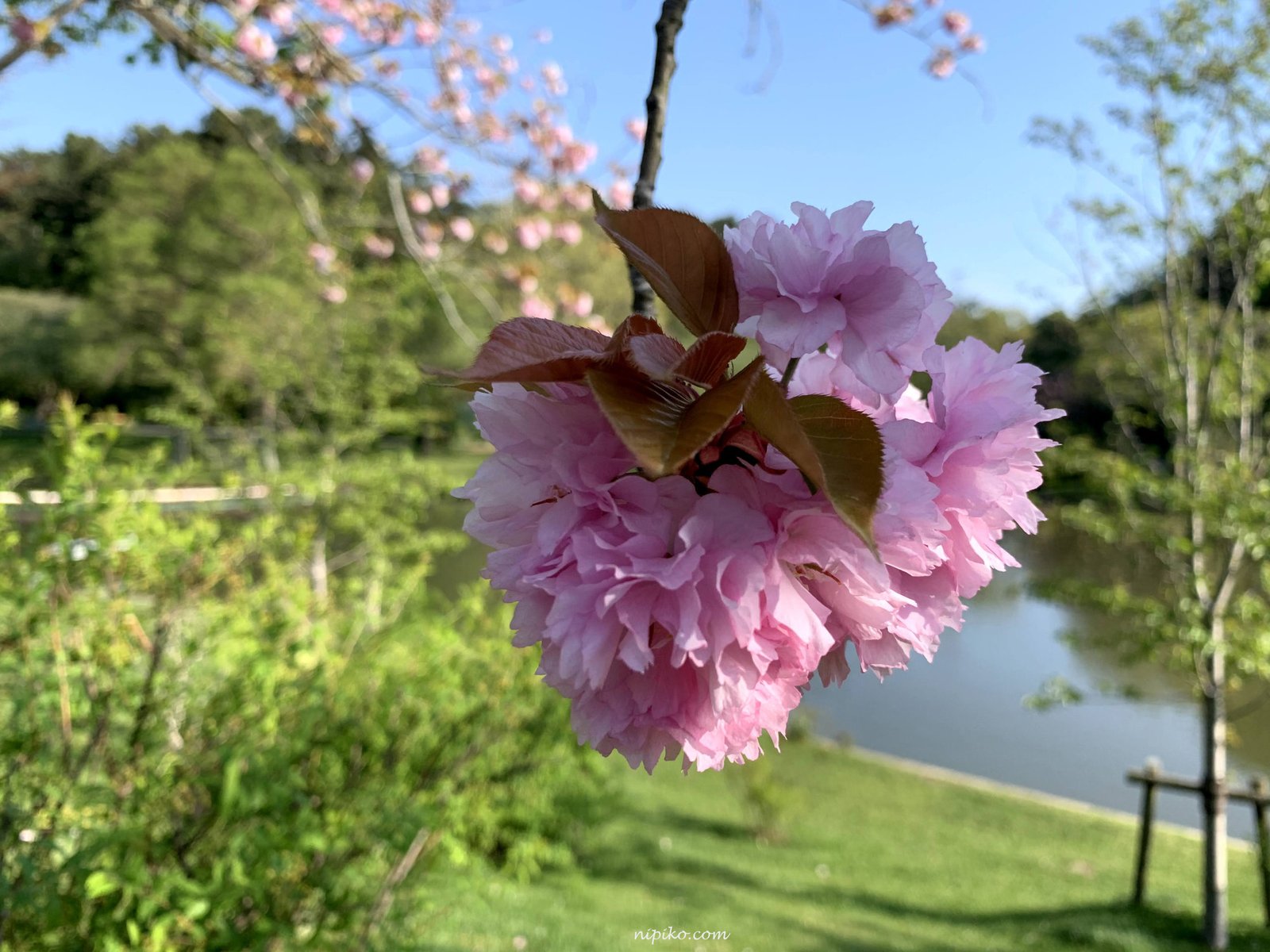 Cây anh đào có tên 大村桜 （おおむらざくら）/ Photo: Nipiko