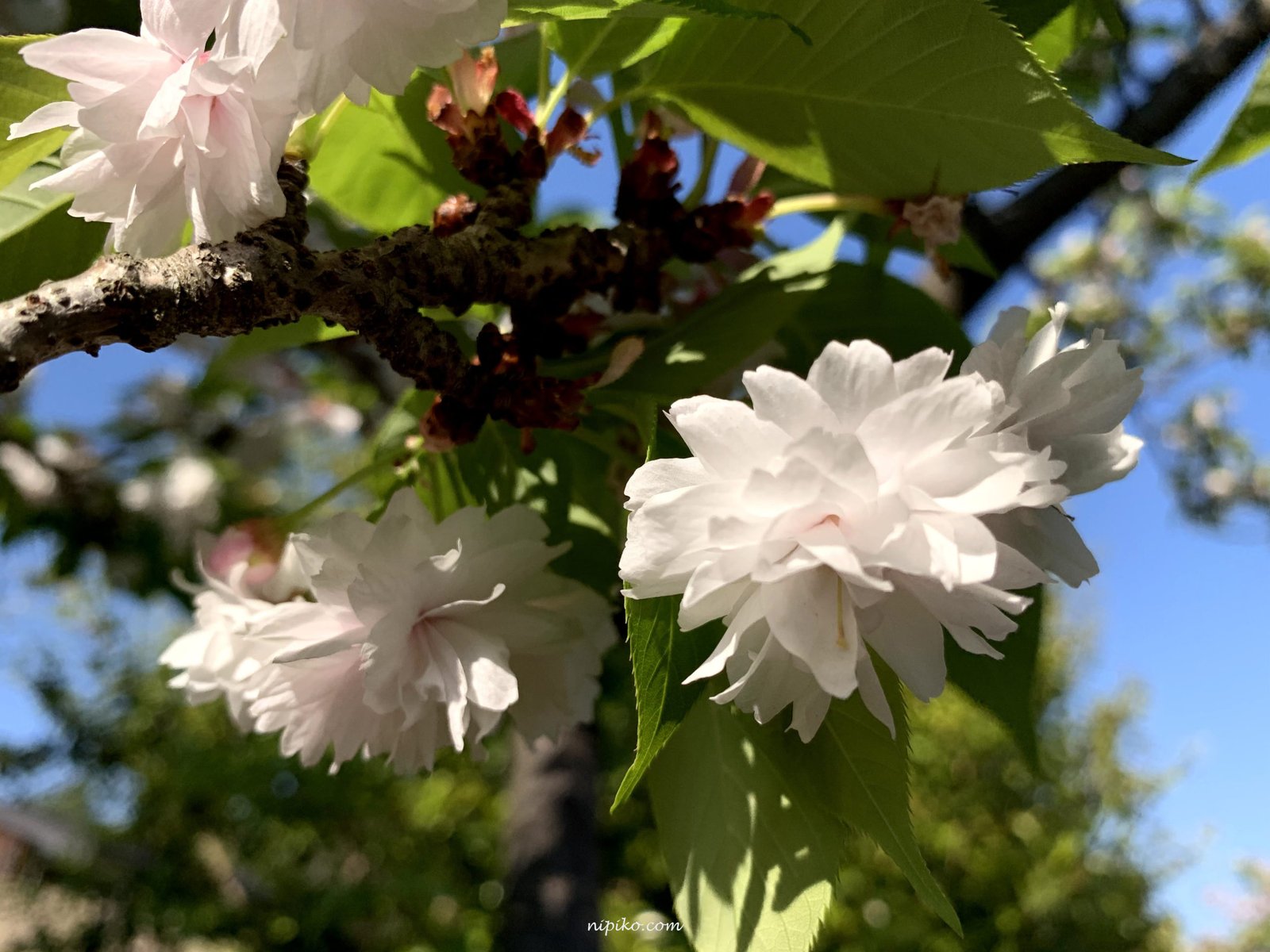 市原虎の尾（いちはらとらのお）cũng thuộc dòng Sato-zakura/ Photo: Nipiko