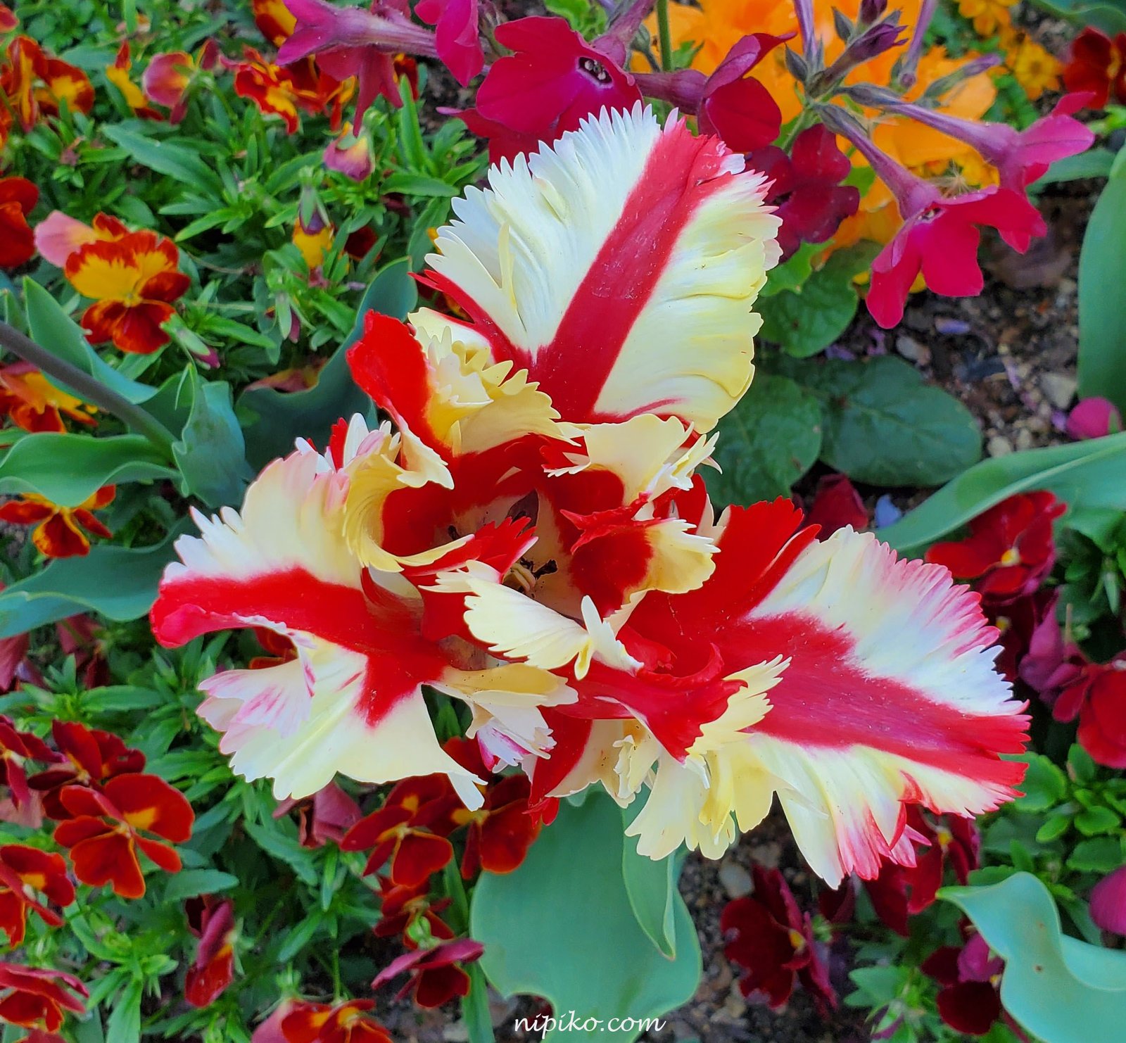 Một dạng cánh hoa tulip hiếm thấy / Ảnh: Nipiko