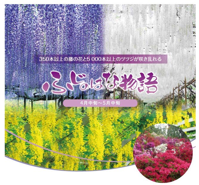 Lễ hội hoa Fuji no hana monogatari có nghĩa là "Câu chuyện về hoa tử đằng" / Photo: https://www.ashikaga.co.jp