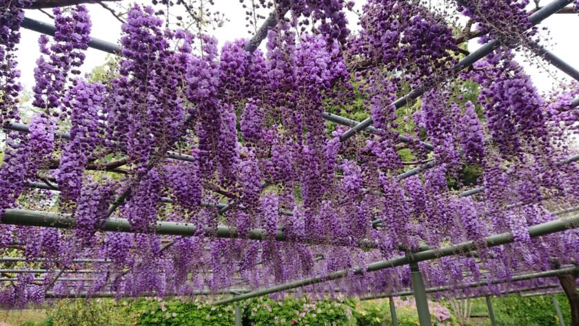 Ảnh chụp hoa tử đằng ngày 13 tháng 4 / Photo: Hamamatsu Flower Park