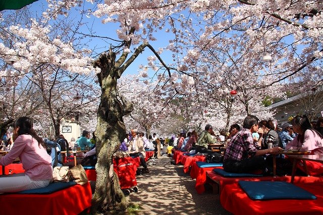 Địa điểm tổ chức hanami sẽ tùy thuộc vào từng vùng/ Photo: https://www.japanhoppers.com
