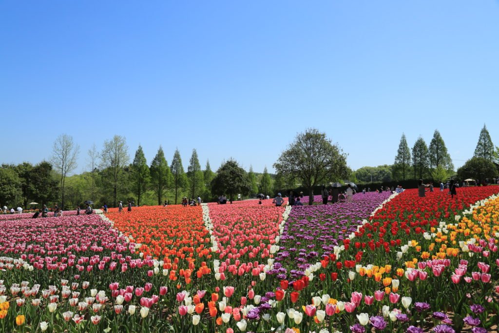 Hoa tulip ở Sera Kogen Farm / Photo: https://sera.ne.jp/sk
