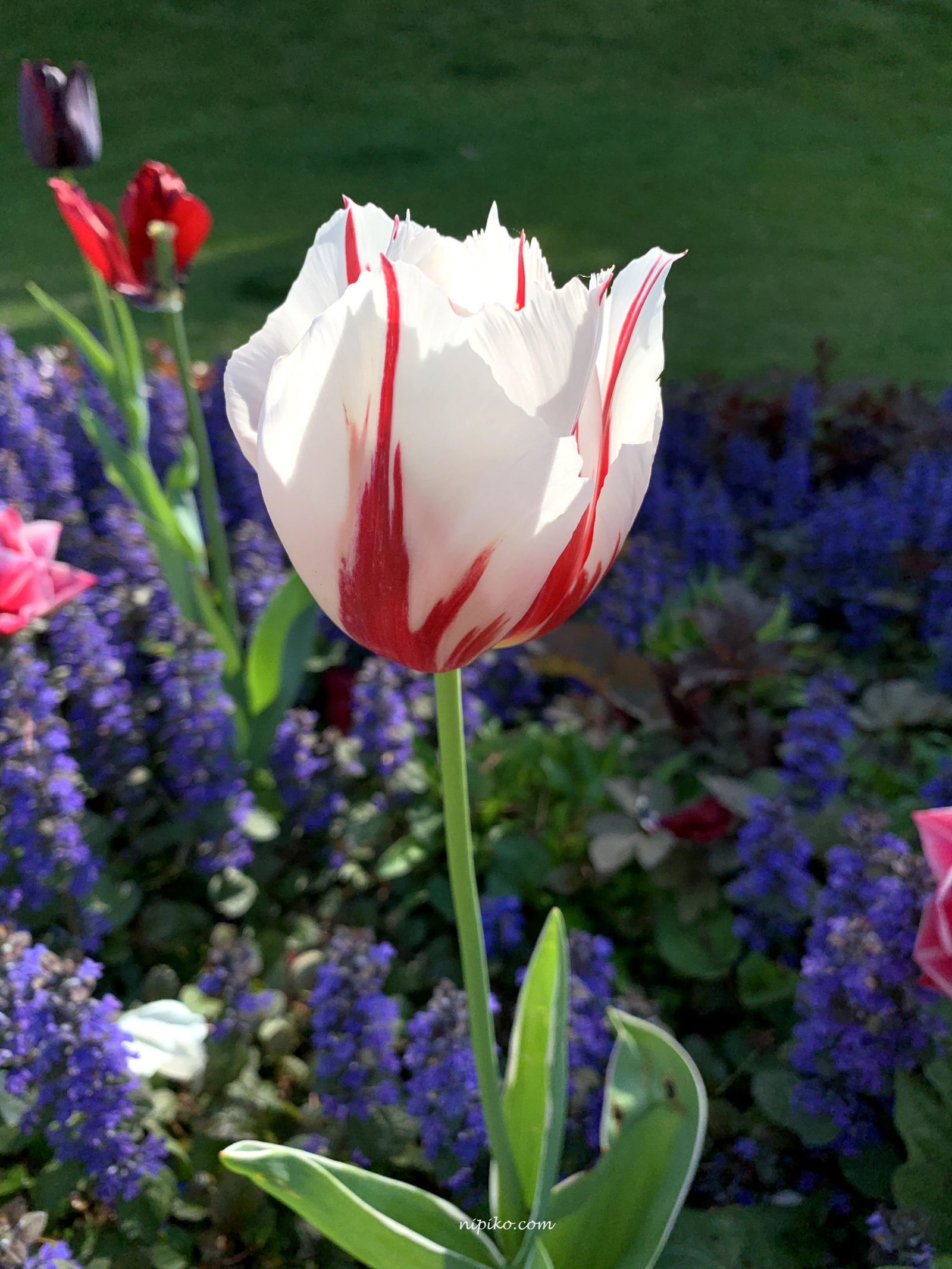 Hoa tulip hai màu đỏ trắng / Ảnh: Nipiko
