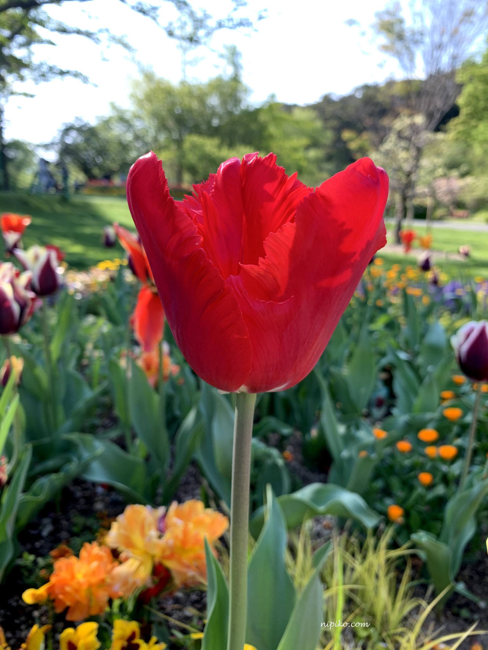 Một bông hoa tulip khác với màu đỏ thắm / Ảnh: Nipiko