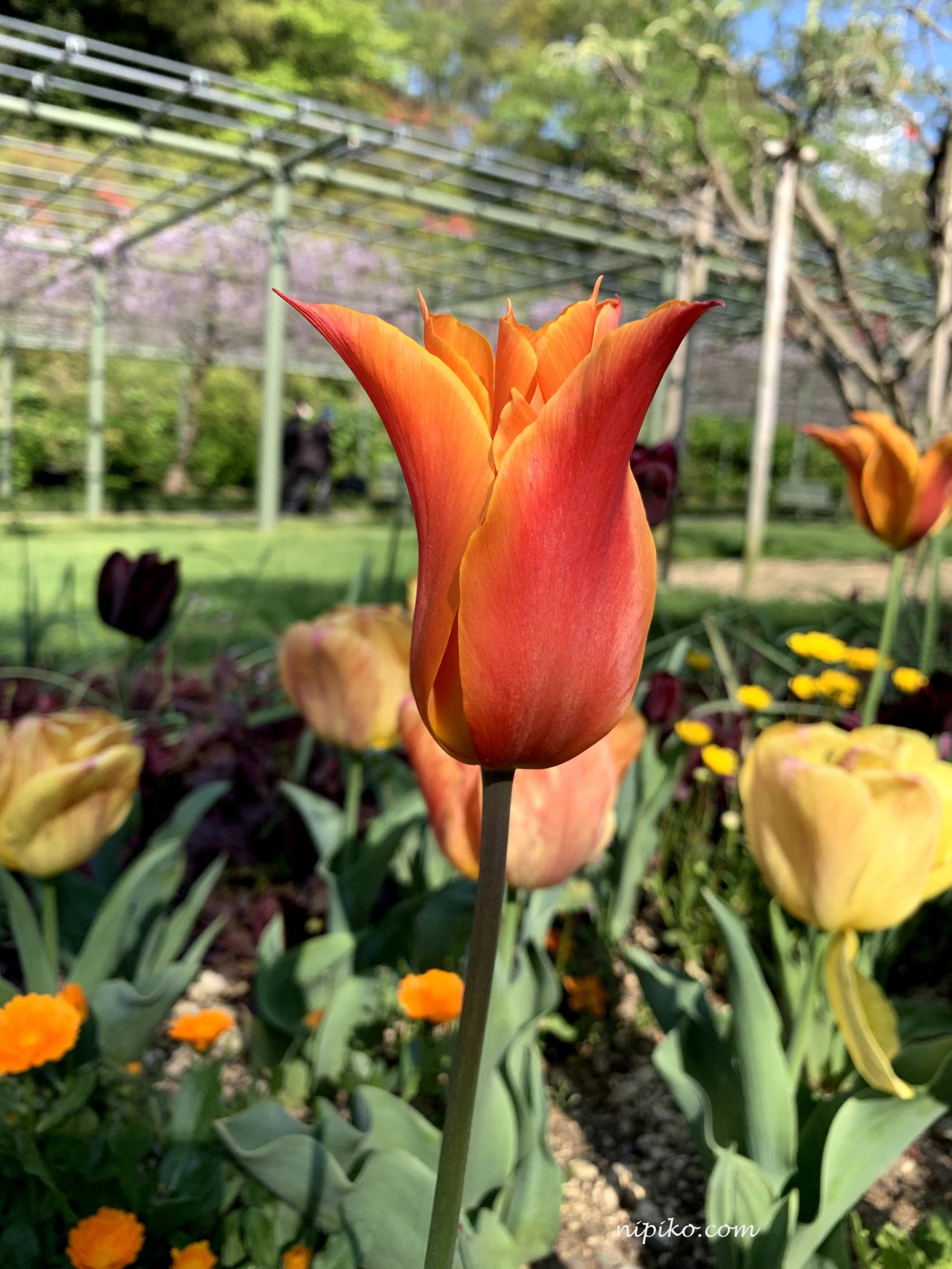Một bông hoa tulip màu cam mới vừa hé nụ / Ảnh: Nipiko