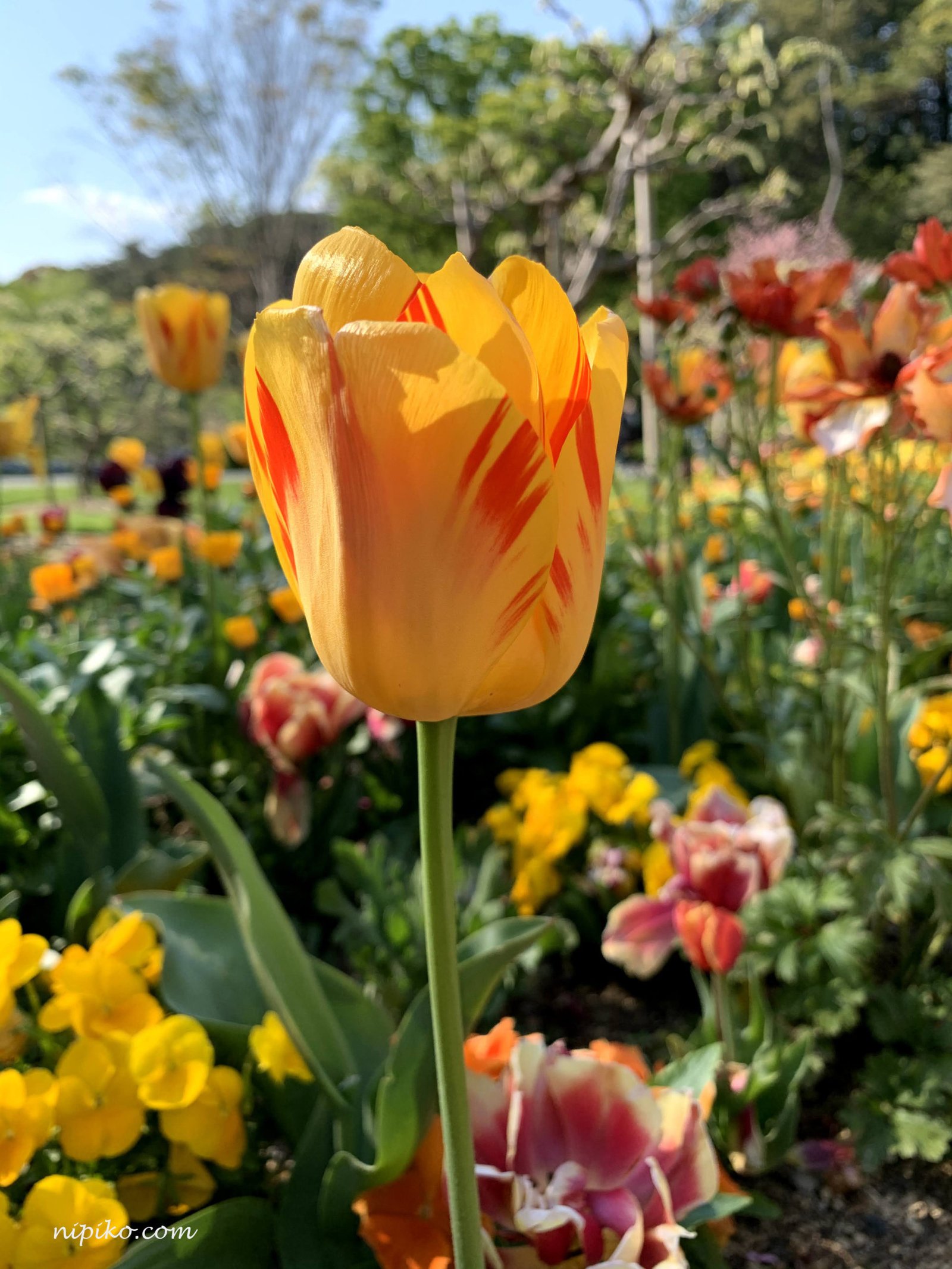 Một bông hoa tulip màu vàng pha đỏ / Ảnh: Nipiko