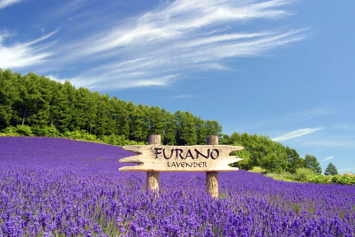 Cánh đồng hoa oải hương bạt ngàn ở Furano / Photo: https://www.pinterest.com