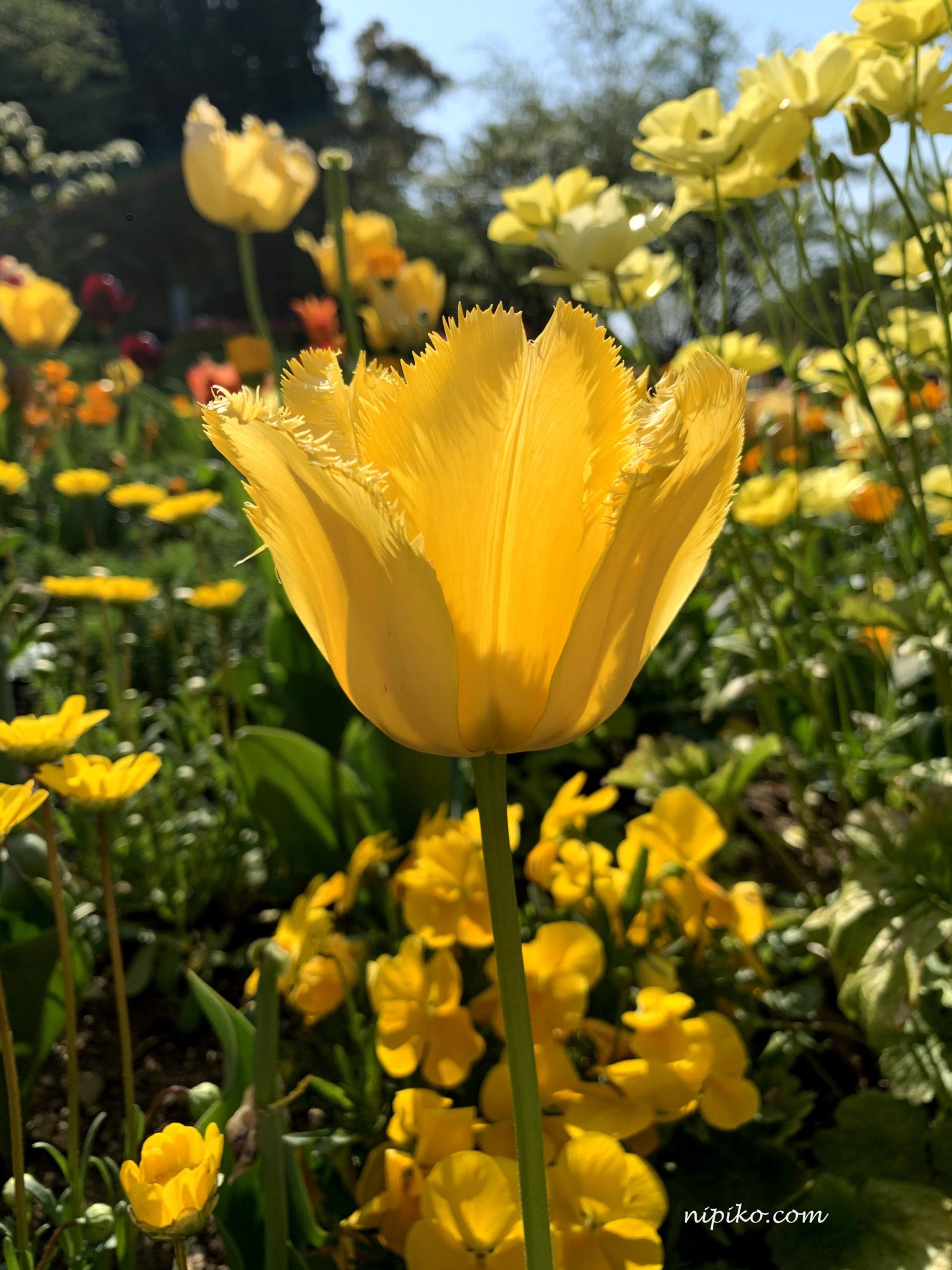 Hoa tulip màu vàng rực rỡ dưới ánh nắng / Ảnh: Nipiko